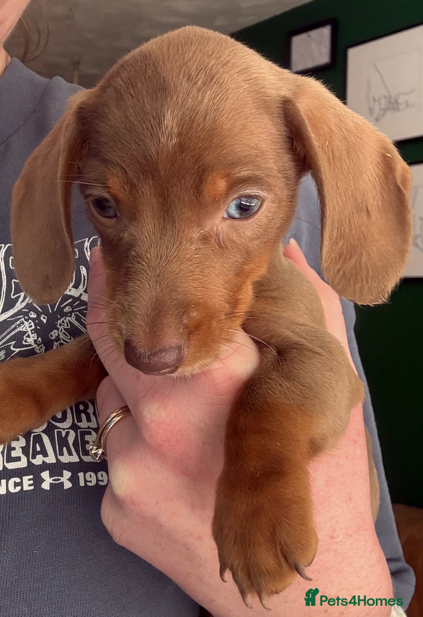 Miniature Dachshund dogs Last GIRL left - Isabella & Tan dapple - Advert 13