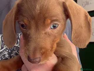 Miniature Dachshund dogs Last GIRL left - Isabella & Tan dapple - Advert 13