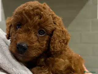 Cockapoo dogs Stunning ** Red Cockapoo Girl - Advert 14