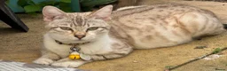 Bengal cats for sale: Soft fluffy bengals - Advert 6