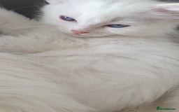 Ragdoll cats for sale: Beautiful GCCF lilac and Cream Point kittens - Image 36