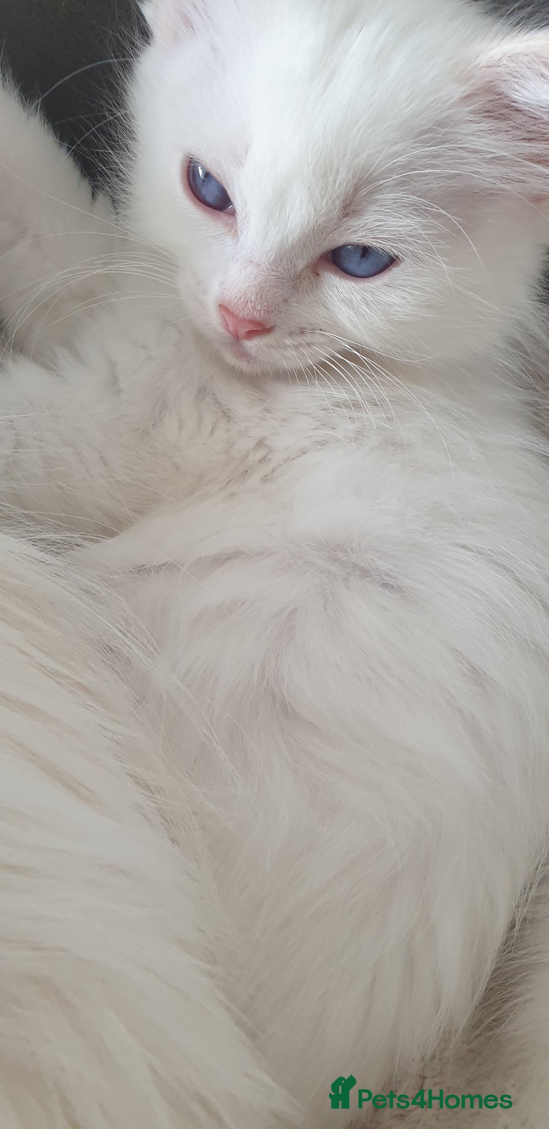 Ragdoll cats for sale: Beautiful GCCF lilac and Cream Point kittens - Image 36