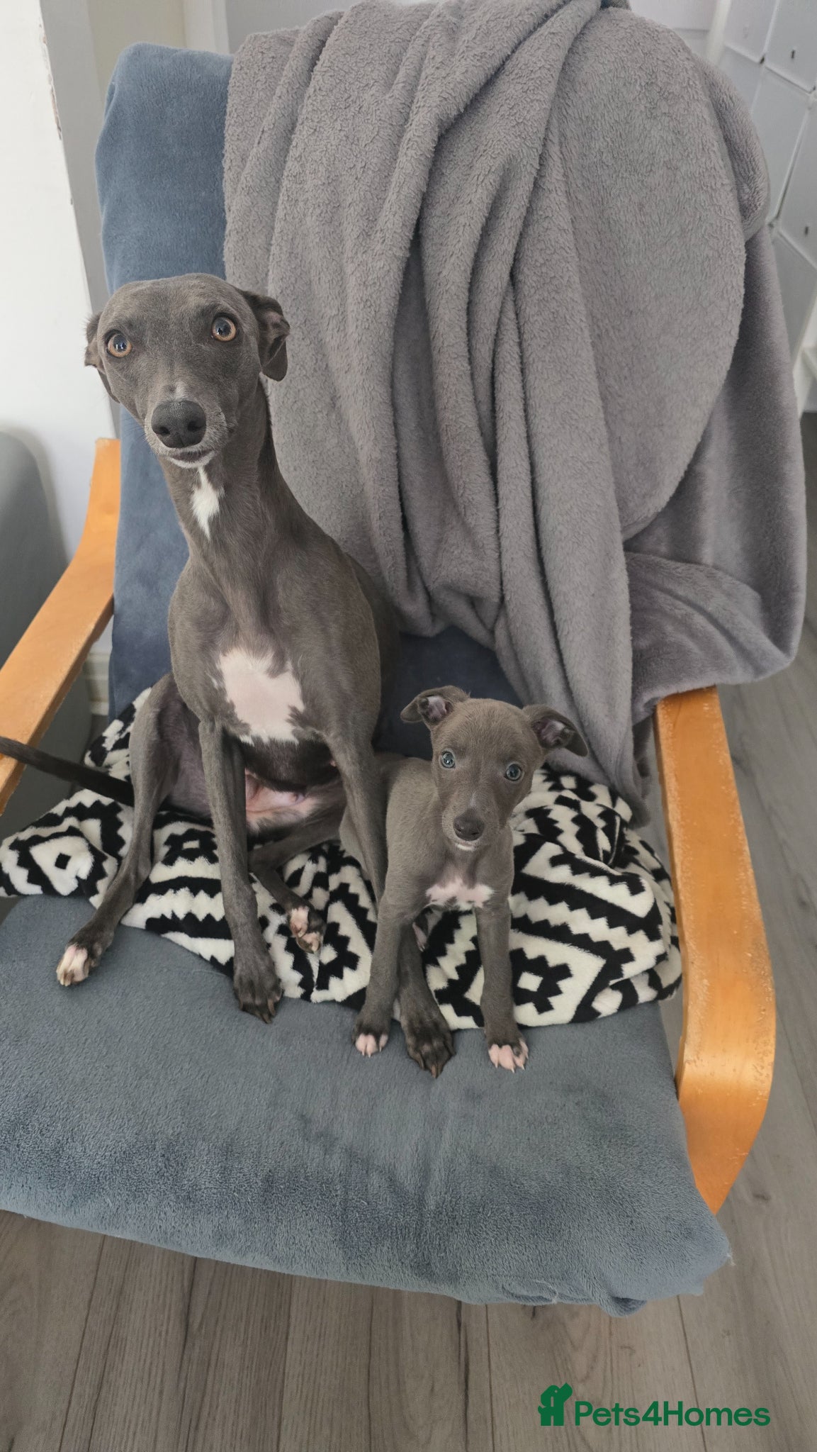 Whippet dogs Small type whippets blue/white - Advert 2