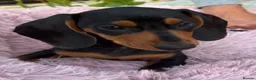 Miniature Dachshund dogs for sale: Puppy for Sale Outstanding KC Male Mini Dachshund  - Advert 20