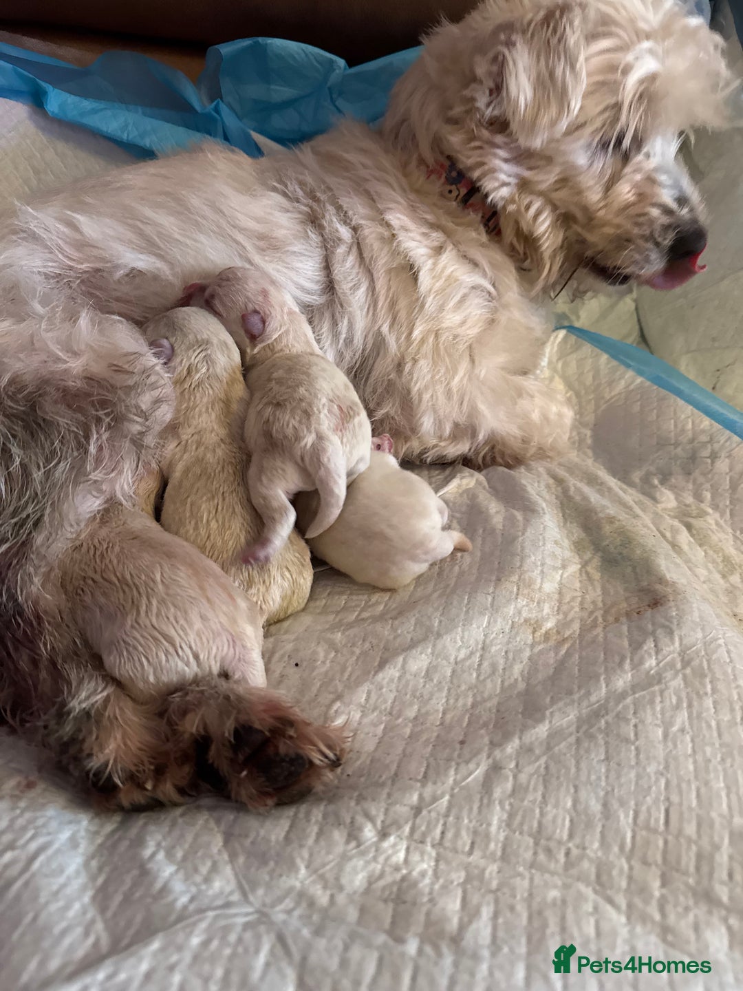 West Highland Terrier dogs for sale: West highland terriers  - Advert 6