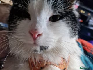 Mixed Breed cats Smudge- fluffy loving cat - Advert 21