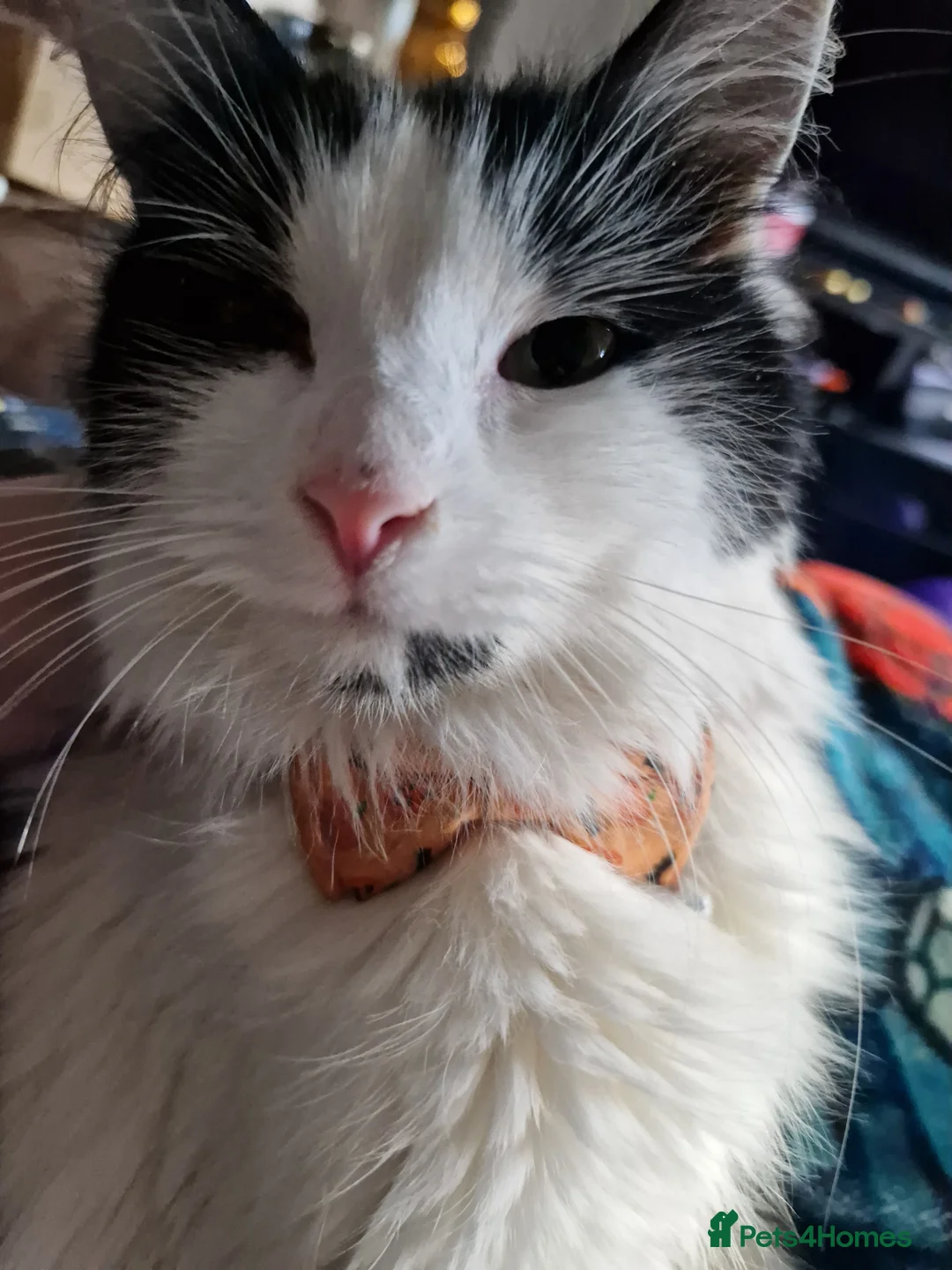 Mixed Breed cats for sale: Smudge- fluffy loving cat - Advert 3