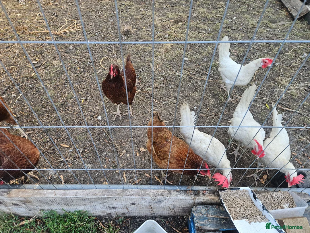 Chickens poultry for sale: Laying chickens  in Southminster - Advert 4