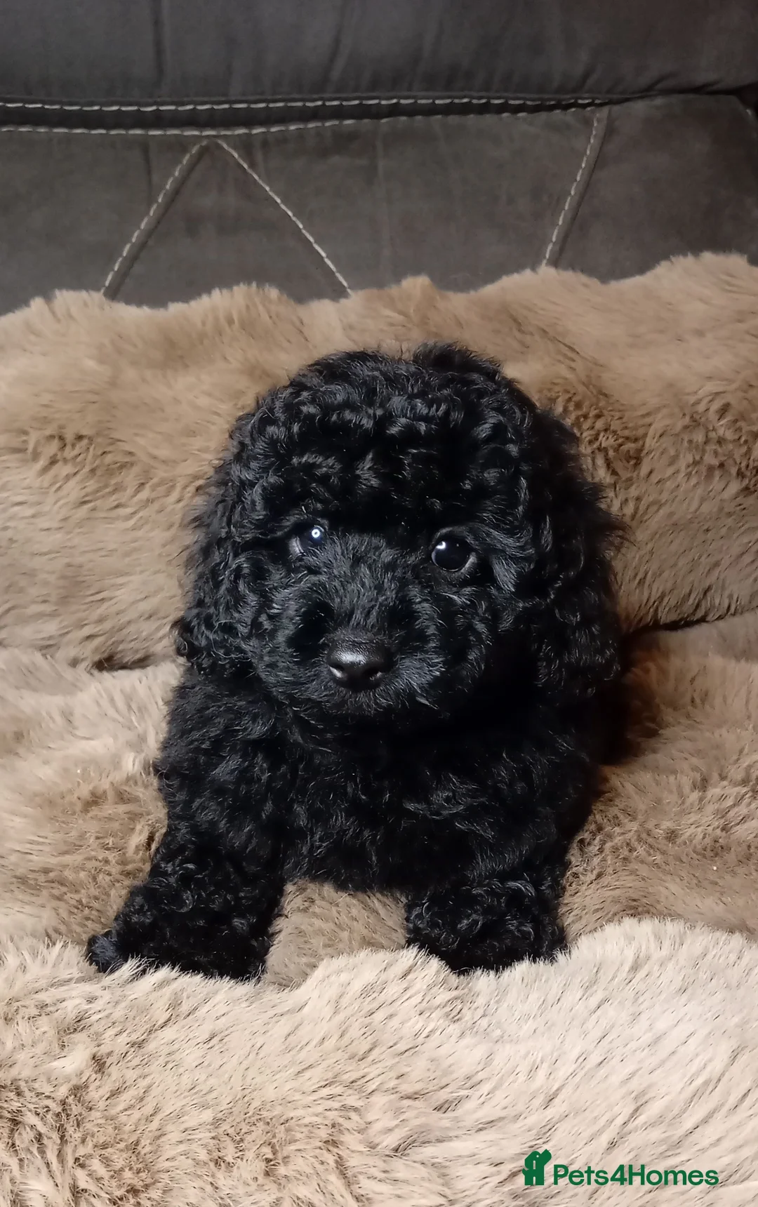 Cavapoo dogs for sale: Cavapoo f1b puppies ready now - Advert 2