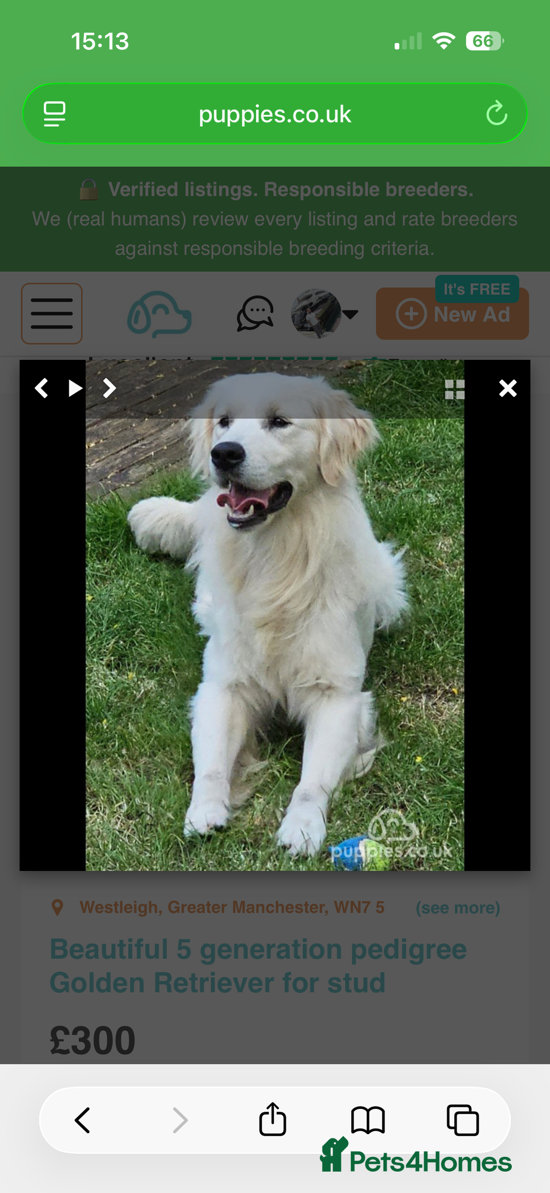 Golden Retriever dogs for sale: Golden retrievers DUE - Advert 8