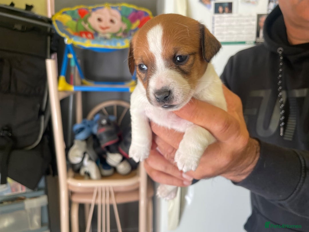 Jack Russell dogs for sale: Socialization jack russell terriers - Image 3