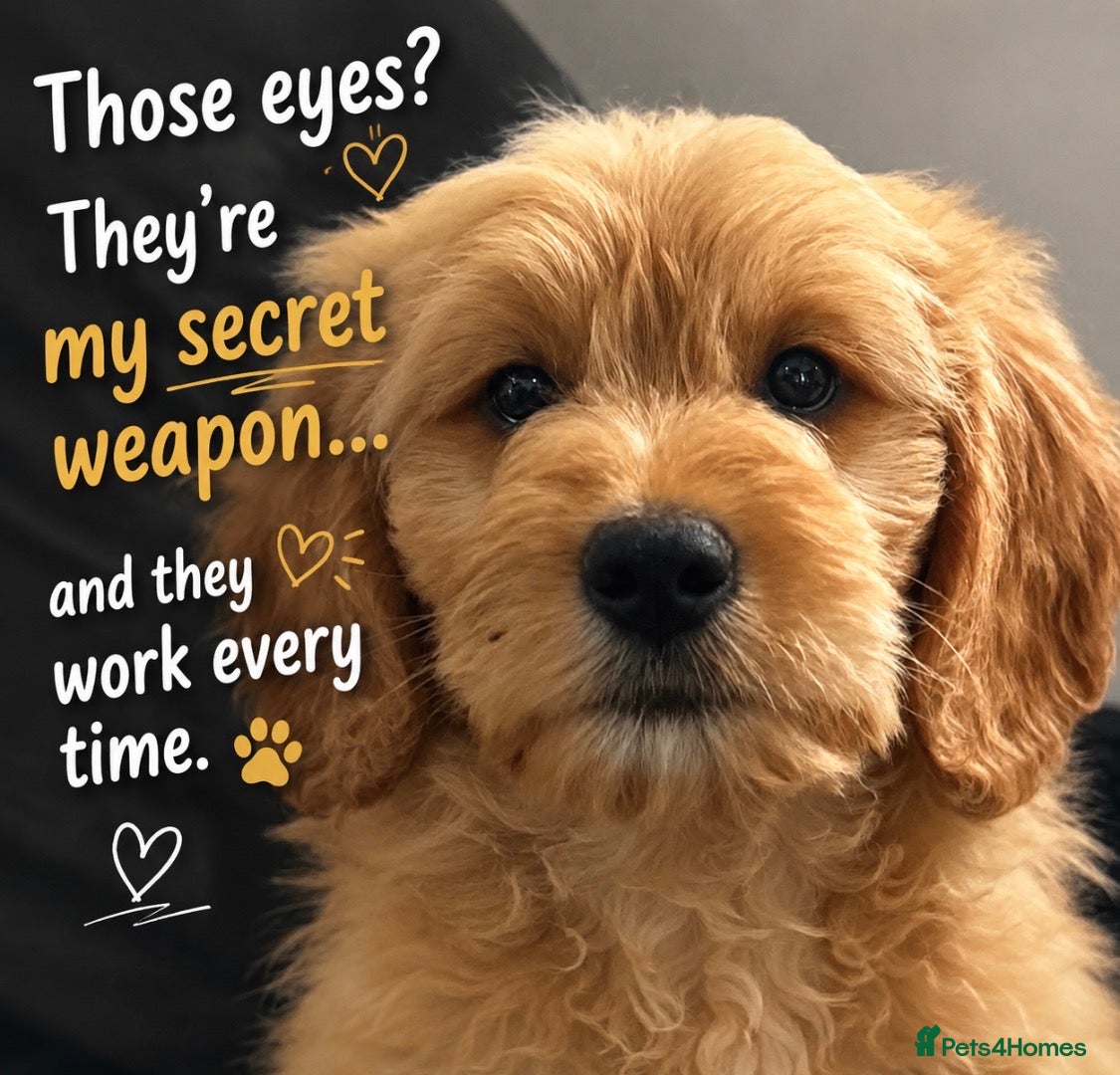Mini Goldendoodle dogs Health-Tested Family Happy Sociable Goldendoodles - Advert 1