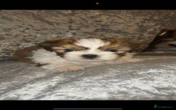 Shih Tzu dogs for sale: Shih tzu puppies - Image 1