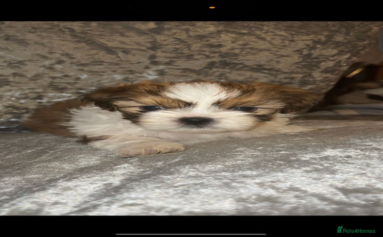 Shih Tzu dogs - Advert 2