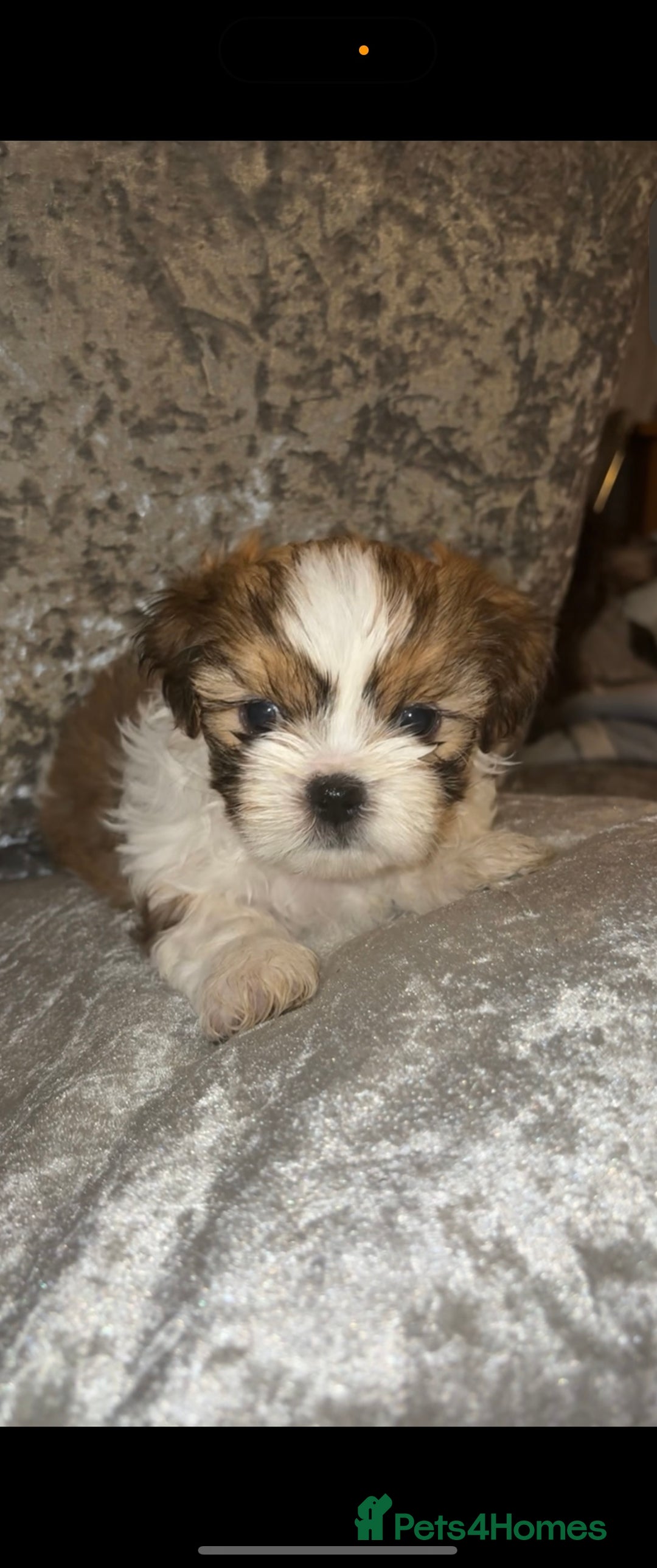 Shih Tzu dogs for sale: Shih tzu puppies - Image 1