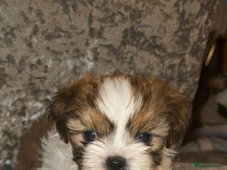 Shih Tzu dogs - Advert 1