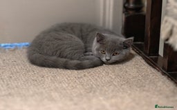 Scottish Fold cats for sale: 3 lovely kittens looking for new family  - Image 10