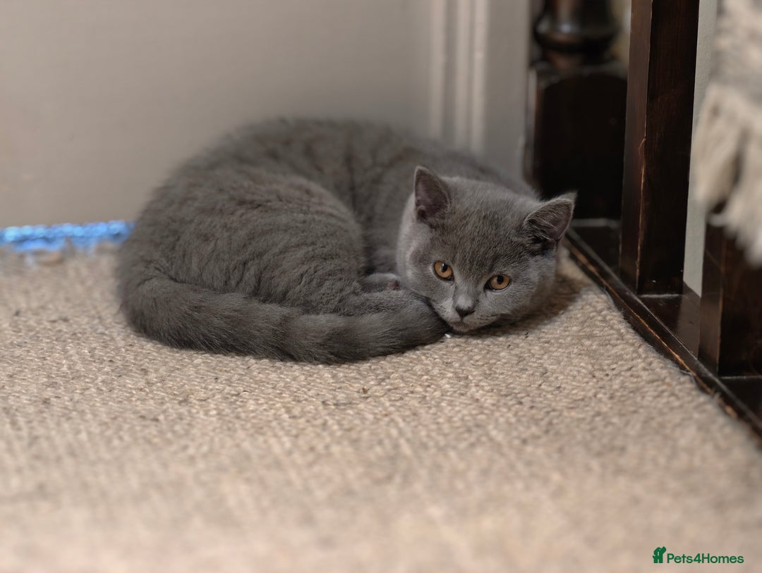 Scottish Fold cats for sale: 3 lovely kittens looking for new family  - Image 10