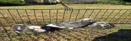 Pigeons birds for sale: Baby racing pigeons, homing pigeons  - Advert 4