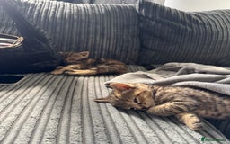 Mixed Breed cats for sale: American bobtail / tortoise shell - Image 15