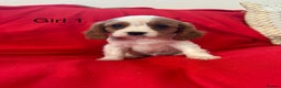 Cavalier King Charles Spaniel dogs for sale: Gorgeous Cavalier King Charles Spaniel puppies - Advert 6