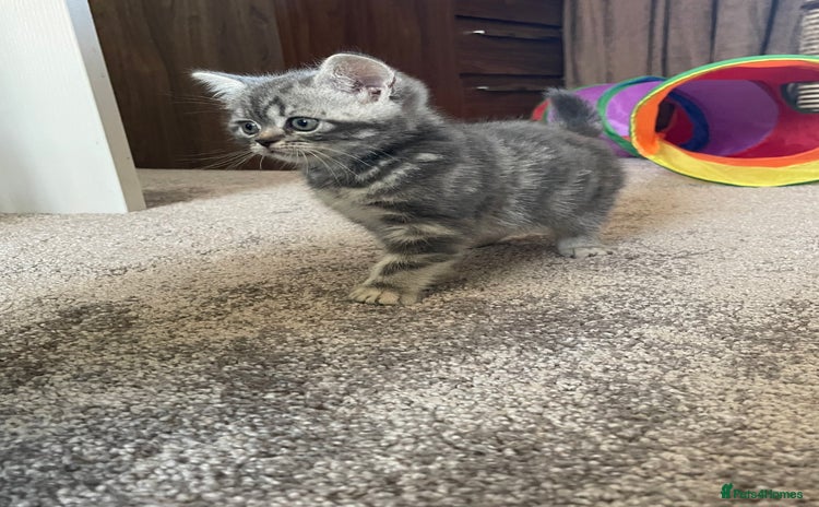 British Shorthair cats - Advert 1