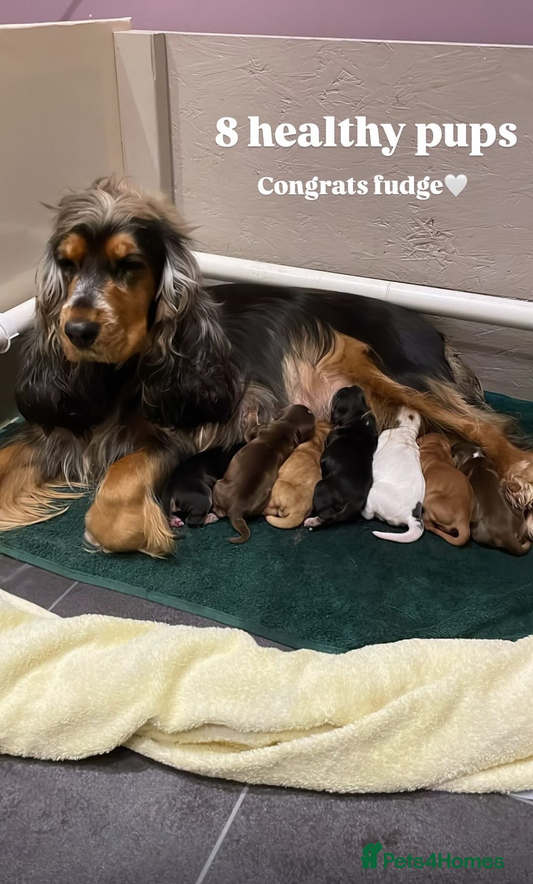 Cocker Spaniel dogs for stud: KC Reg SABLE HEALTH TESTED COCKER SPANIEL - STUD in Bishop's Stortford - Advert 11