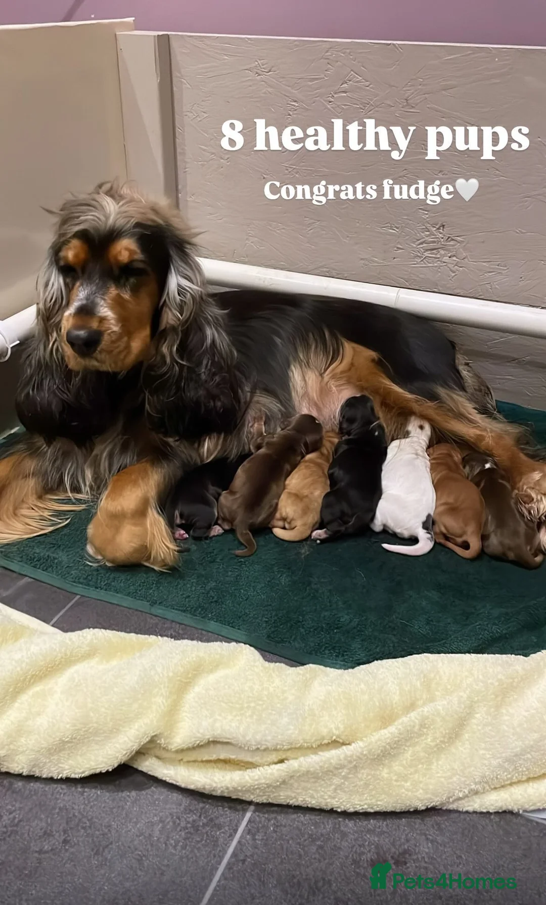 Cocker Spaniel dogs for stud: KC Reg SABLE HEALTH TESTED COCKER SPANIEL - STUD in Bishop's Stortford - Advert 11