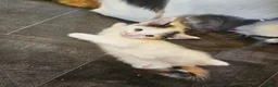 Mixed Breed cats for sale: Femail calico kittens for sale  in Huddersfield - Advert 5