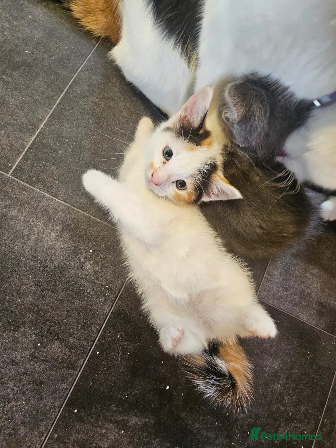 Mixed Breed cats for sale: Femail calico kittens for sale  in Huddersfield - Advert 5