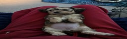 Mixed Breed dogs for sale: Final beauty left from the litter - Advert 7
