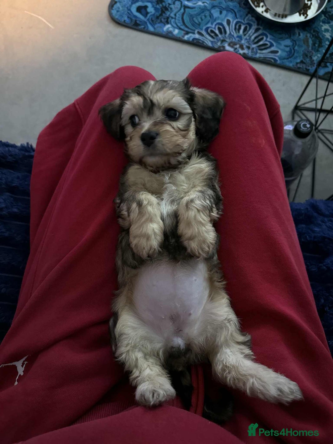 Mixed Breed dogs for sale: Final beauty left from the litter - Advert 7