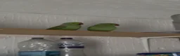 Ringnecks birds for sale: Male and female indian ringneck parrot.  - Advert 3