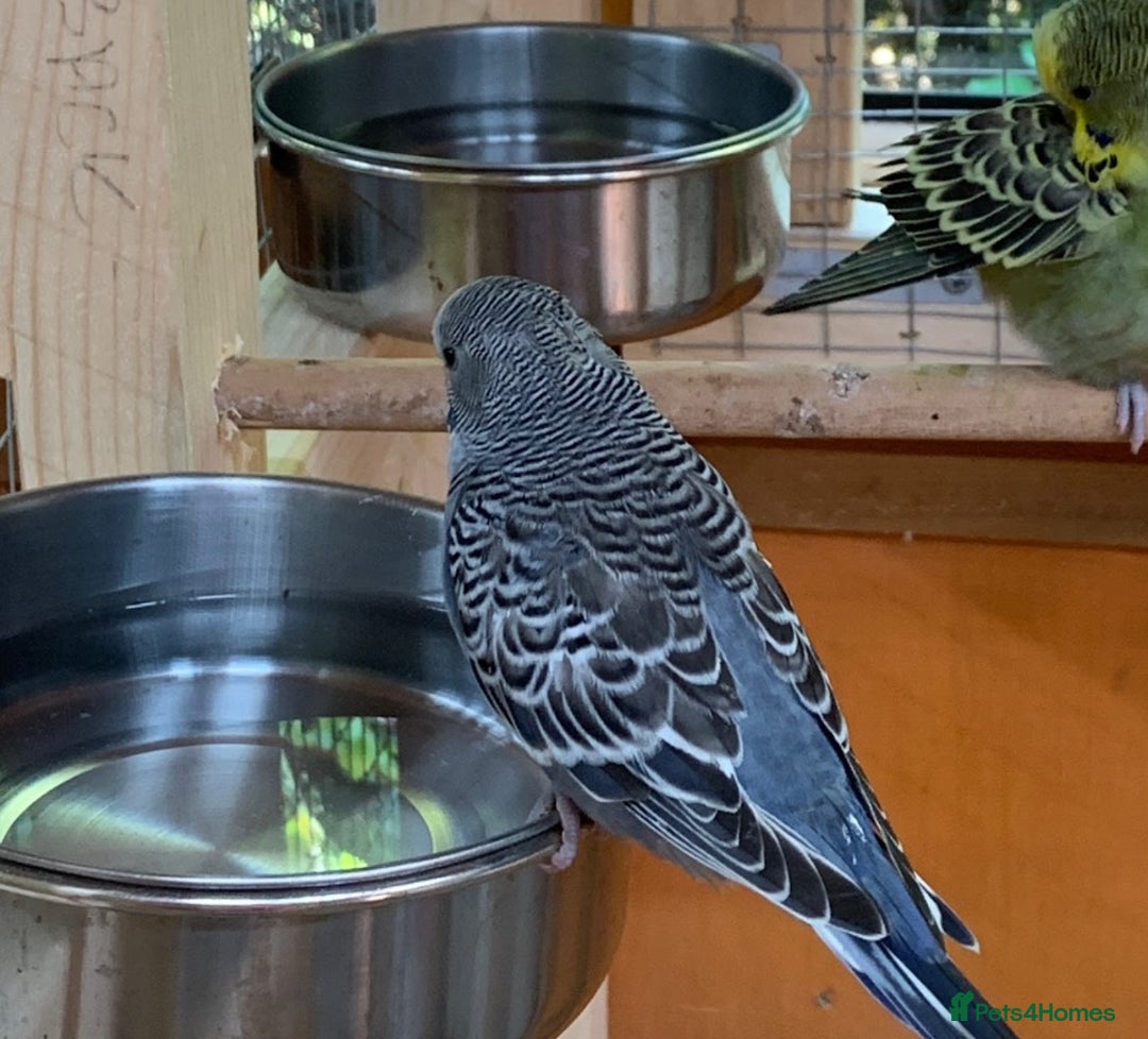 Budgerigars birds for sale: Baby budgies 8 weeks  - Image 12