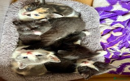 Ragdoll cats for sale: Ragdoll Cross Kittens for sale  - Image 7