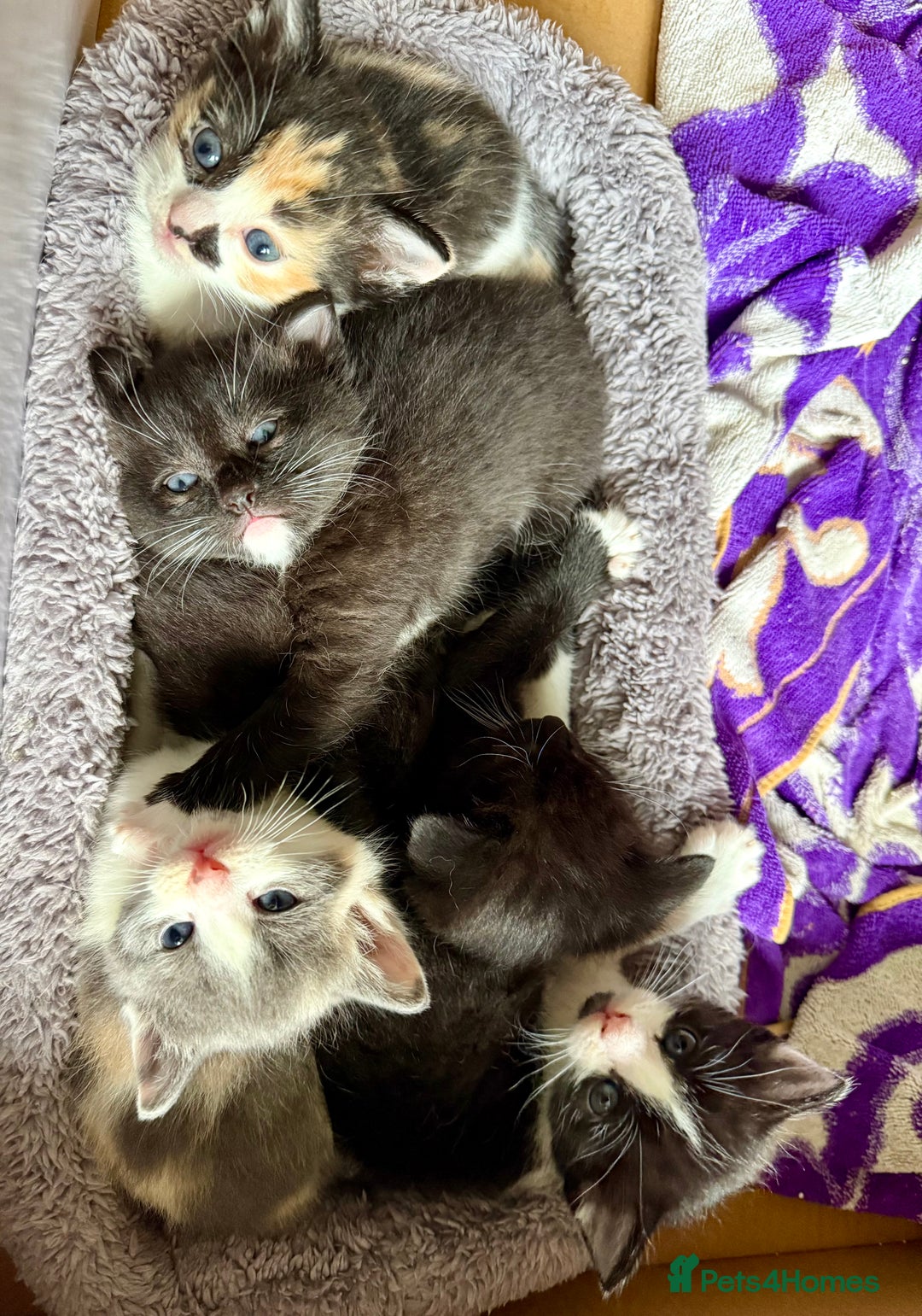 Ragdoll cats for sale: Ragdoll Cross Kittens for sale  - Image 7