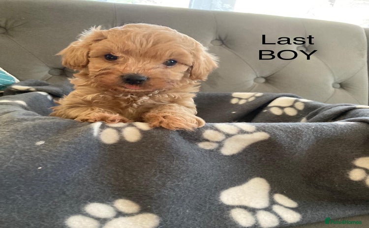 Maltipoo dogs - Advert 1
