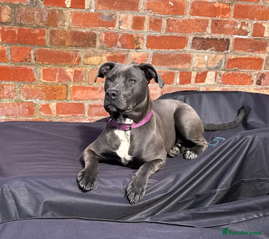 Mixed Breed dogs for sale: Storm 8months old  - Advert 1