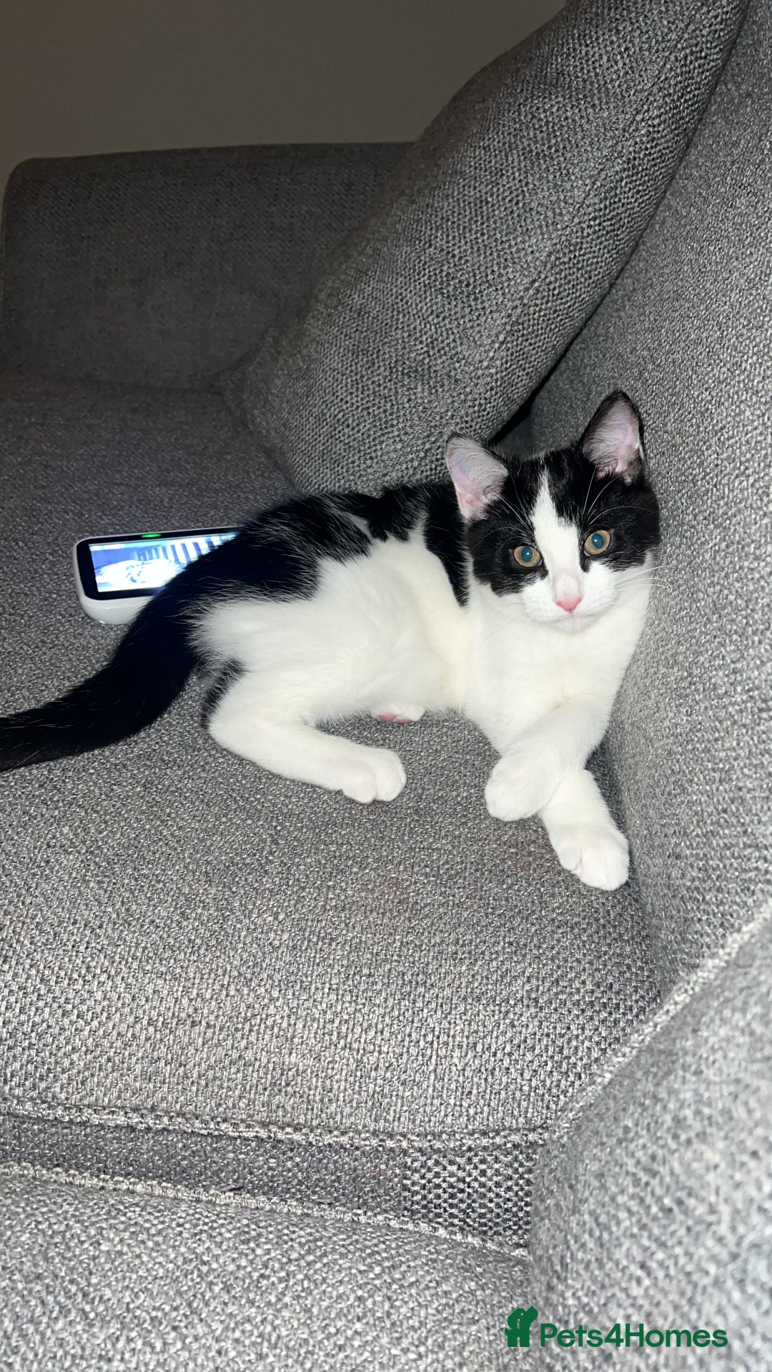Mixed Breed cats for sale: 🐾 1/4 Bengal Black and white male kitten 🐾  - Advert 4