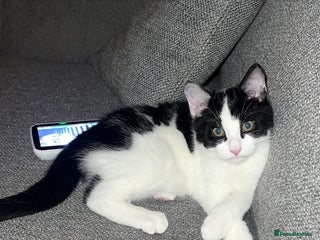 Mixed Breed cats 🐾 1/4 Bengal Black and white male kitten 🐾 - Advert 2