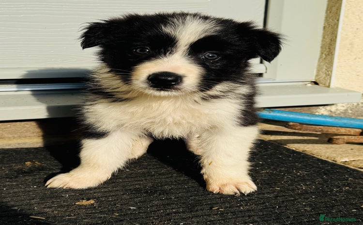 Border Collie dogs - Advert 1
