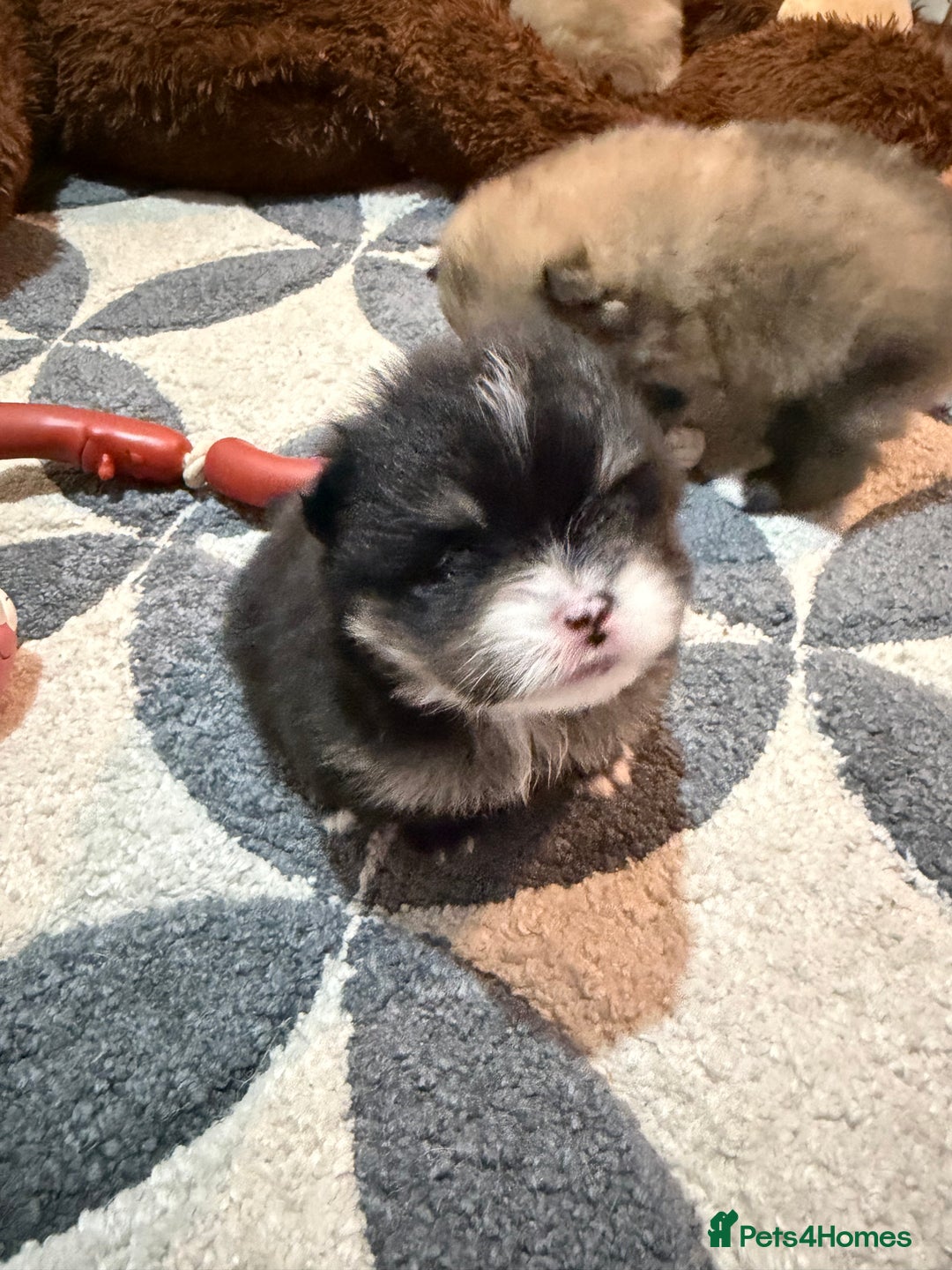 Pomeranian dogs for sale: EXTRA SMALL POMERANIAN PUPPIES  - Advert 16