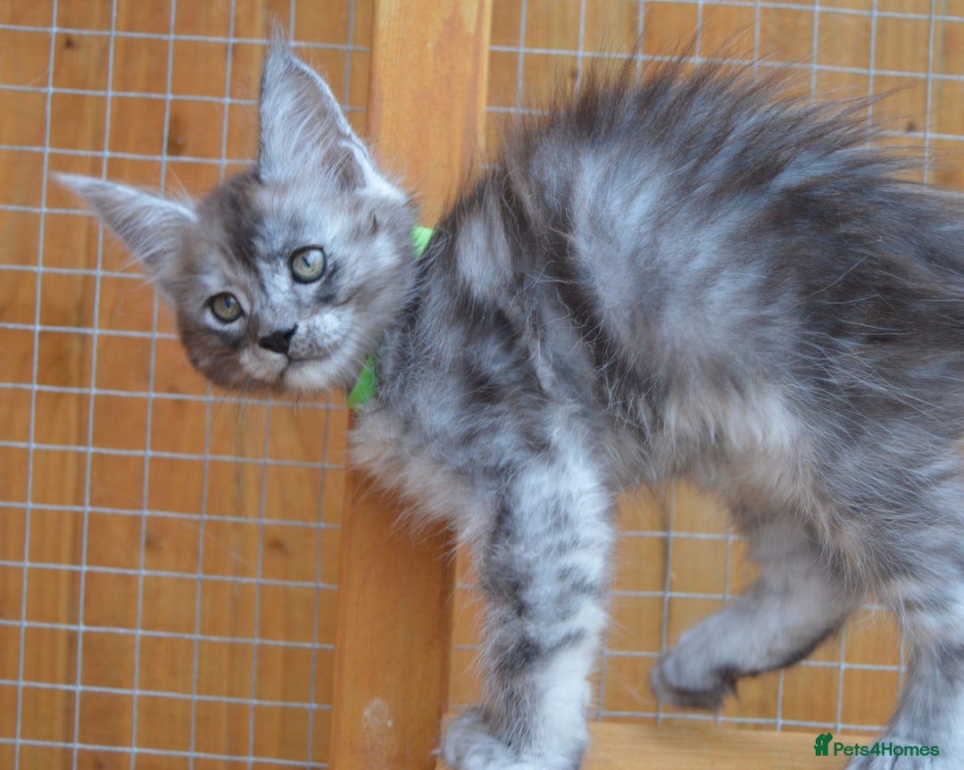 Maine Coon cats for sale: Maine coon kitten silver ticked girl TICA tested - Image 10