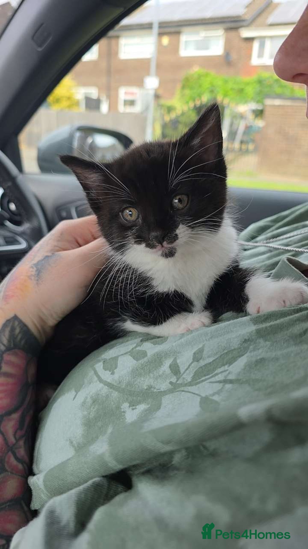 Mixed Breed cats for sale: Female kitten - Image 26