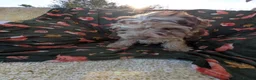 Cockapoo dogs for sale: 🌟 Superb chocolate sable cockapoo pups 🌟 in Maldon - Advert 16