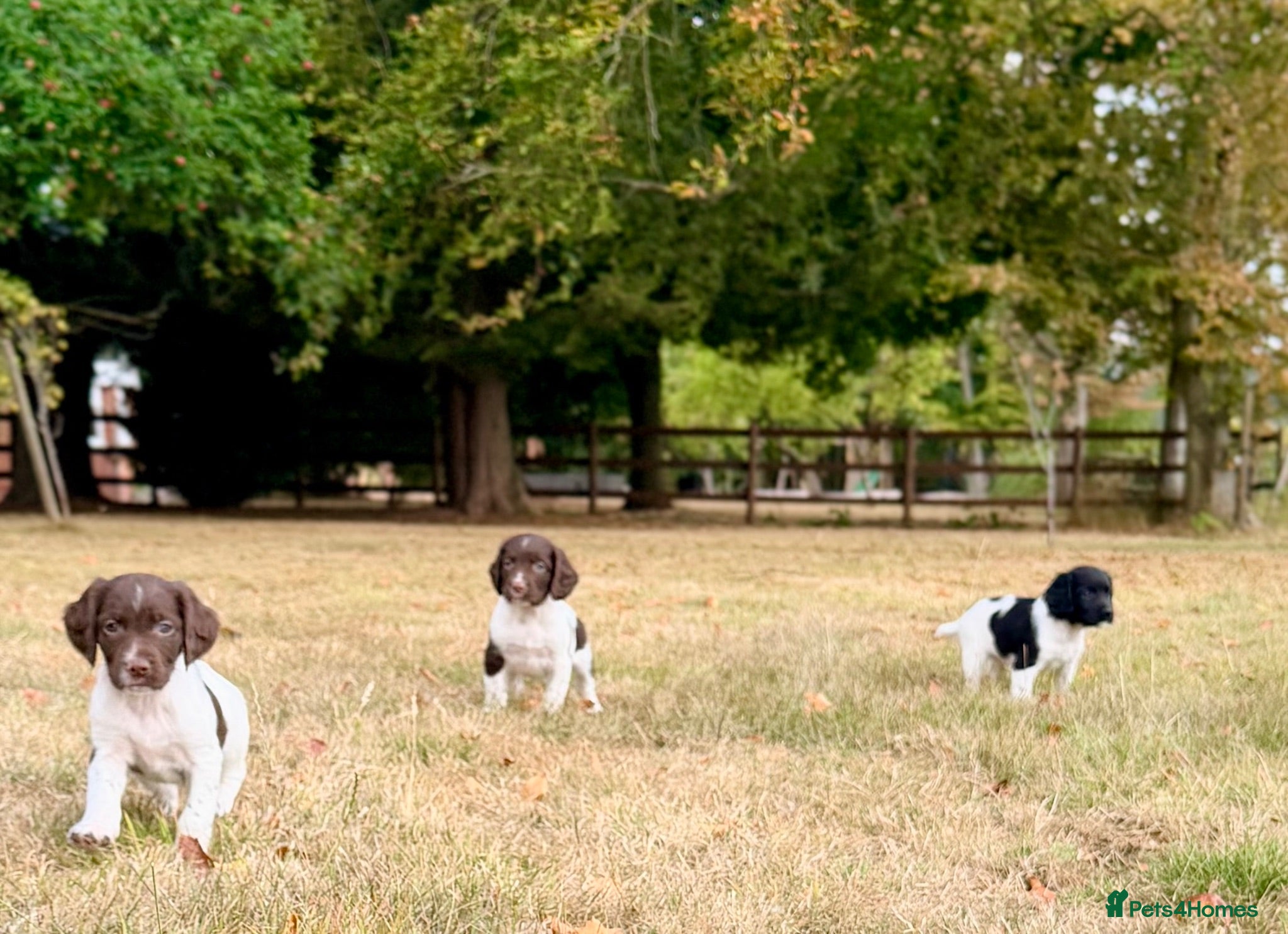 English Springer Spaniel dogs KC, Heath tested, Champion bred Springer Spaniels - Advert 1
