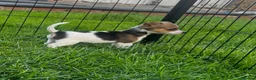 Jack Russell dogs for sale: Jack russel puppies - Advert 6