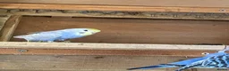 Budgerigars birds for sale: Baby budgies  - Advert 3