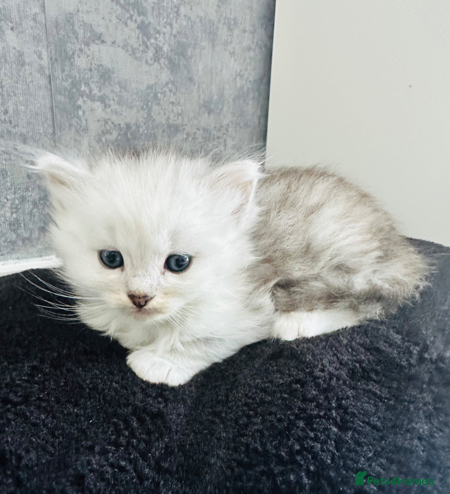 Persian cats Silver tipped Persians - Advert 1