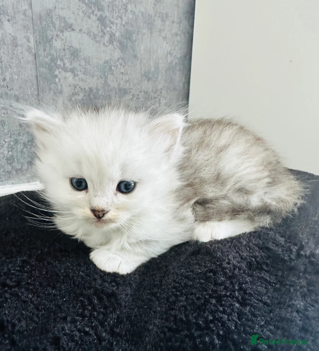 Persian cats for sale: Silver tipped Persians - Advert 1